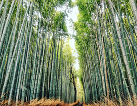 竹子竹叶竹海图片