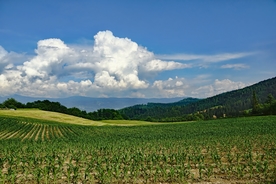 蓝天白云下的田地