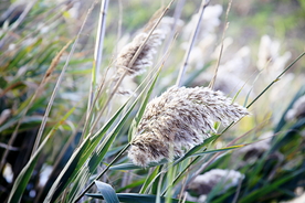芦苇草丛图片