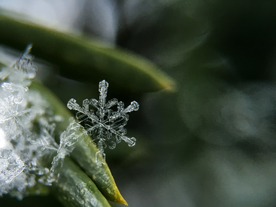 雪花冰花冰霜窗花图片