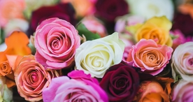 玫瑰花爱意图片