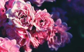 玫瑰花爱意图片