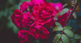 玫瑰花爱意图片