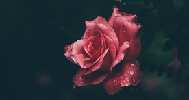 玫瑰花爱意图片