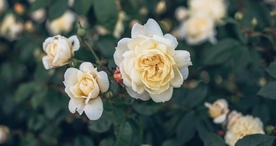 玫瑰花爱意图片