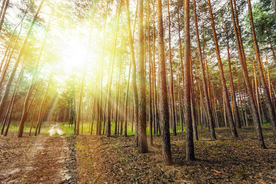 阳光森林