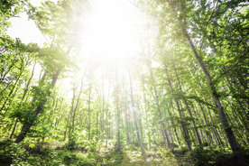 阳光森林