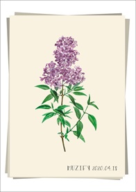 波斯紫丁香 植物图鉴