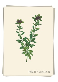 瑞香花 植物图鉴