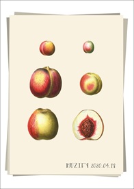 桃子果实 水果图鉴