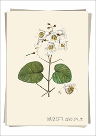 梓树花 植物图鉴