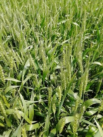 小麦 麦地 麦子 植物 麦哨