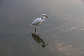 白鹭空山鸟语图片