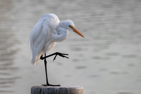 白鹭空山鸟语图片