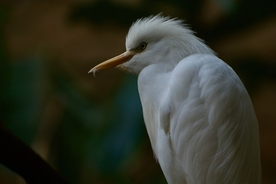 白鹭空山鸟语图片