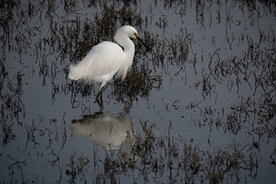 白鹭空山鸟语图片