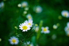 雏菊花清新图片