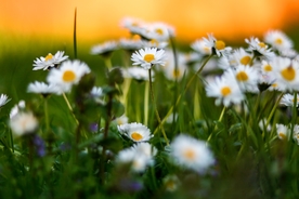 雏菊花清新图片