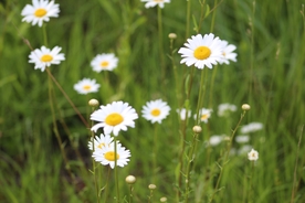 雏菊花清新图片