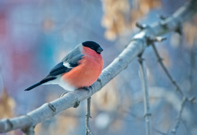 红腹灰雀空山鸟语图片
