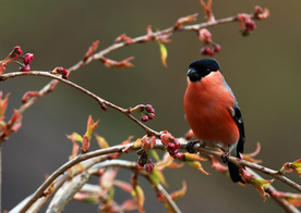 红腹灰雀空山鸟语图片