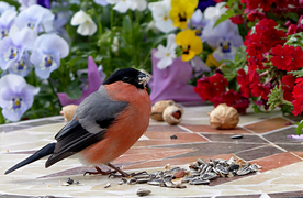 红腹灰雀空山鸟语图片