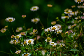 雏菊花清新图片