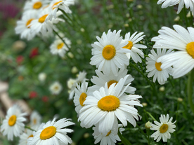 雏菊花清新图片
