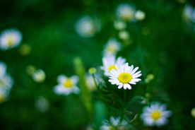 雏菊花清新图片