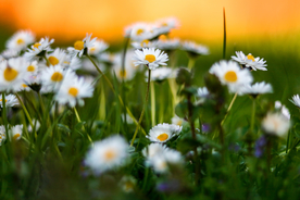 雏菊花清新图片