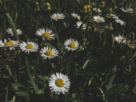 雏菊花清新图片