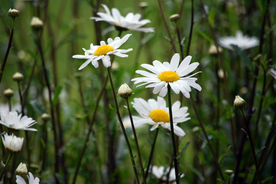 雏菊花清新图片