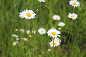雏菊花清新图片