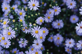 雏菊花清新图片