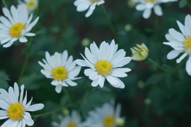 雏菊花清新图片