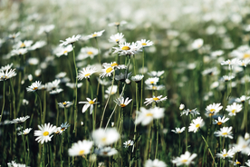 雏菊花清新图片