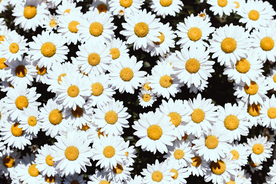 雏菊花清新图片