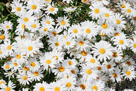 雏菊 雏菊花 菊花 白菊 黄菊