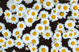 雏菊花清新图片