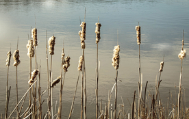 芦苇草丛飞絮图片