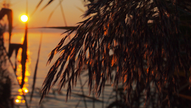 芦苇草丛飞絮图片