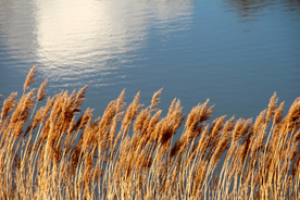 芦苇草丛飞絮图片