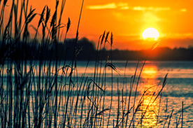 芦苇草丛飞絮图片