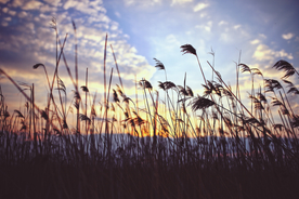 芦苇草丛飞絮图片