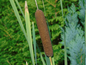 芦苇草丛飞絮图片