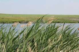芦苇草丛飞絮图片