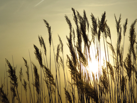 芦苇草丛飞絮图片