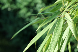 芦苇草丛飞絮图片