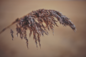 芦苇草丛飞絮图片