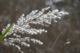 芦苇草丛飞絮图片